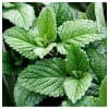 Menta Marroc (Mentha spicata spp marroquí) 20g