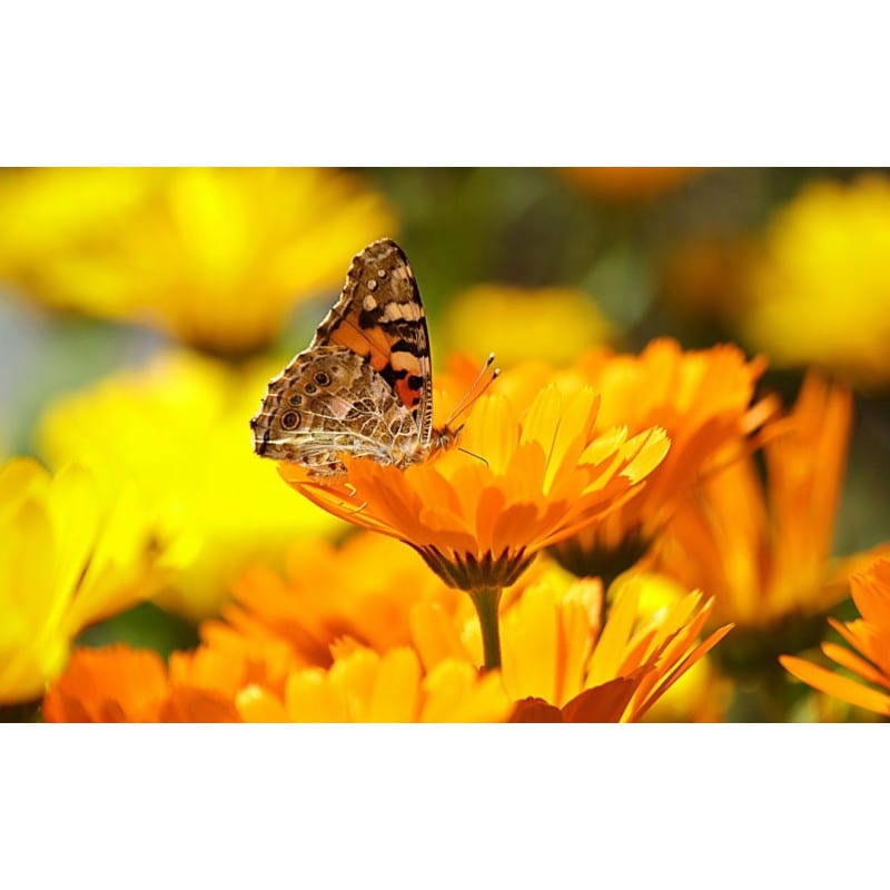 Calèndula Flor (Calendula officinalis) 20g