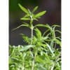 Sajolida Fulla (Satureja montana) 25g