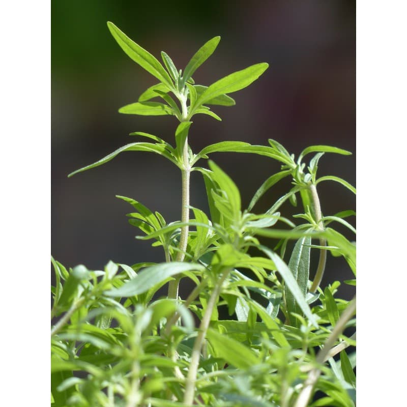 Sajolida Fulla (Satureja montana) 25g