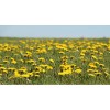 Dent de Lleó fulla (Taraxacum officinale) 20g