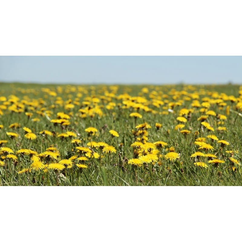 Dent de Lleó fulla (Taraxacum officinale) 20g