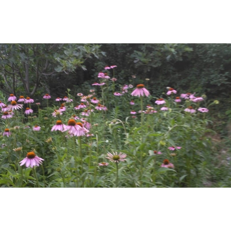 Equinàcia fulla (Echinacea angustifolia) 20g