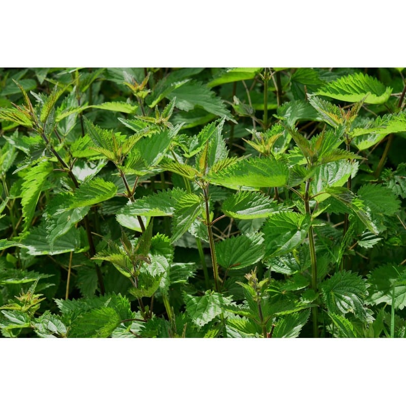 Ortiga Fulla (Urtica dioica) 20g