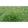 Plantatge Fulla (Plantago lanceolata) 20g