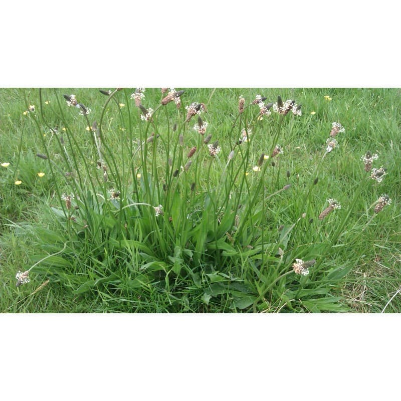 Plantatge Fulla (Plantago lanceolata) 20g