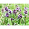 Farigola de Roca (Thymus serpilium) 25g