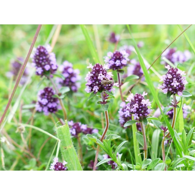 Farigola de Roca (Thymus serpilium) 25g
