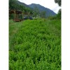 Tarongina (Melissa officinalis) 20g