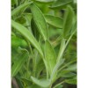 Sàlvia Fulla (Salvia officinalis) 25g