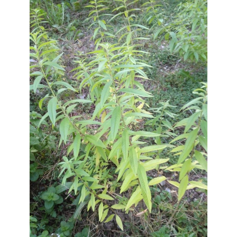 Maria Lluïsa fulla (Aloyisa citrodora) 15g