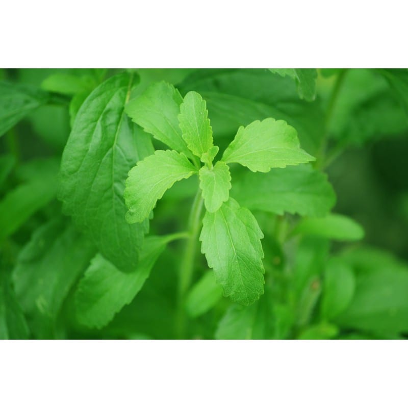 Estèvia fulla (Stevia rebaudiana) 25g