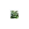 Menta de Xocolata (Menta piperita) 25g