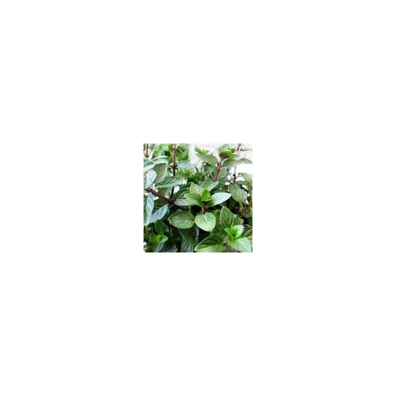 Menta de Xocolata (Menta piperita) 25g