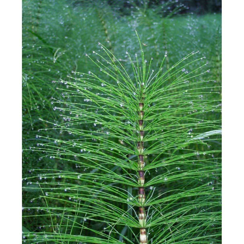Cua de Cavall (Equisetum arvense) 20g