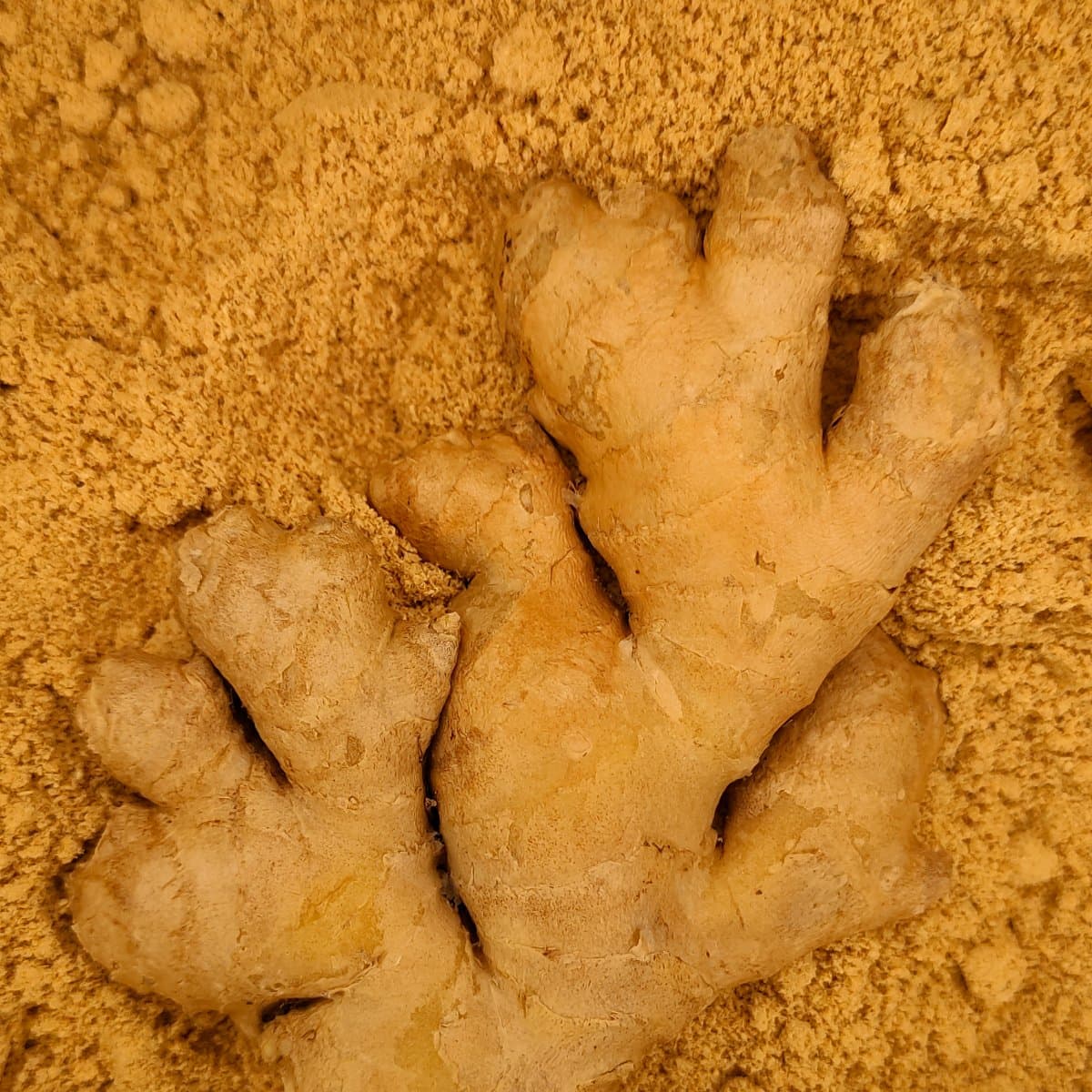 Gingebre de la botiga