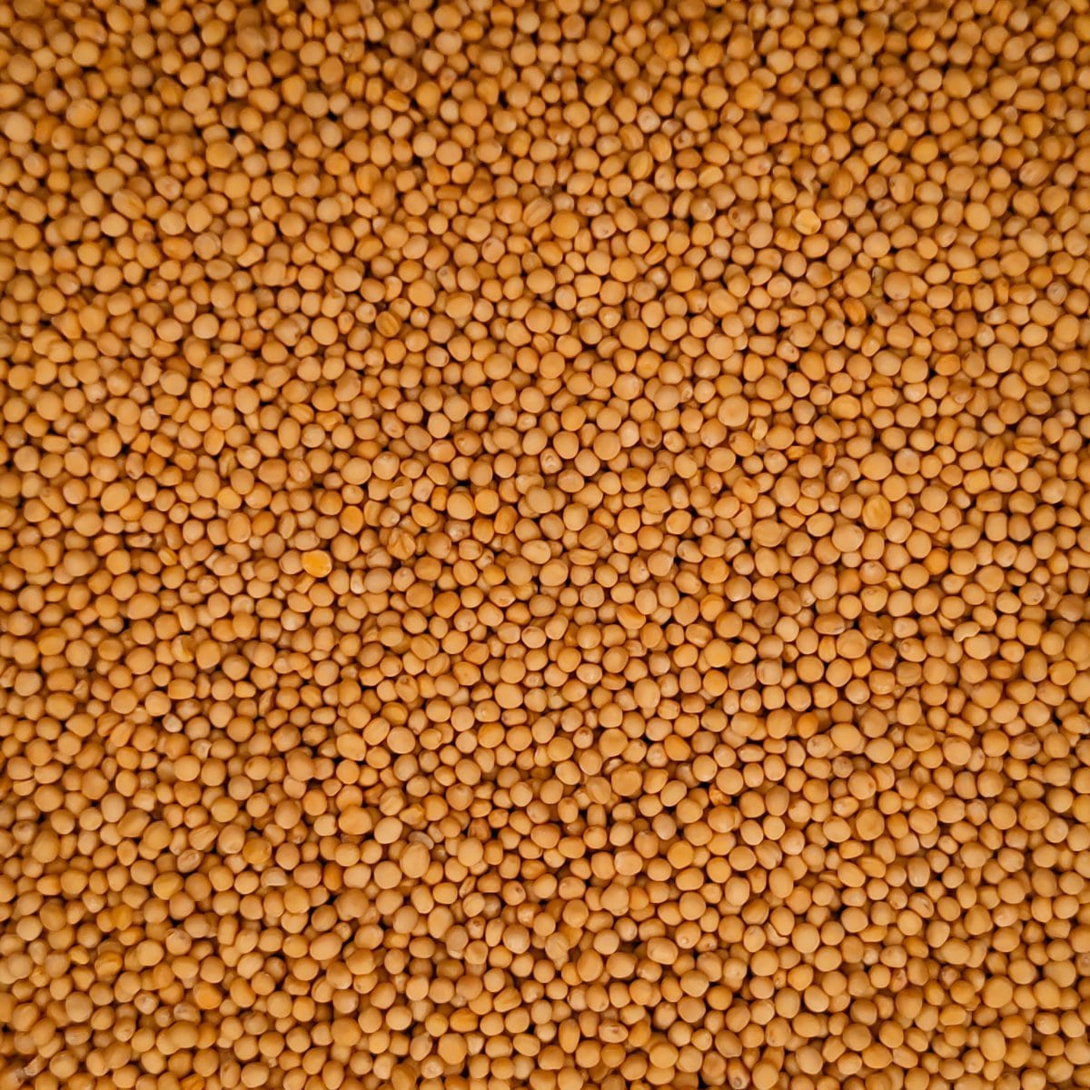 Mostassa de la botiga