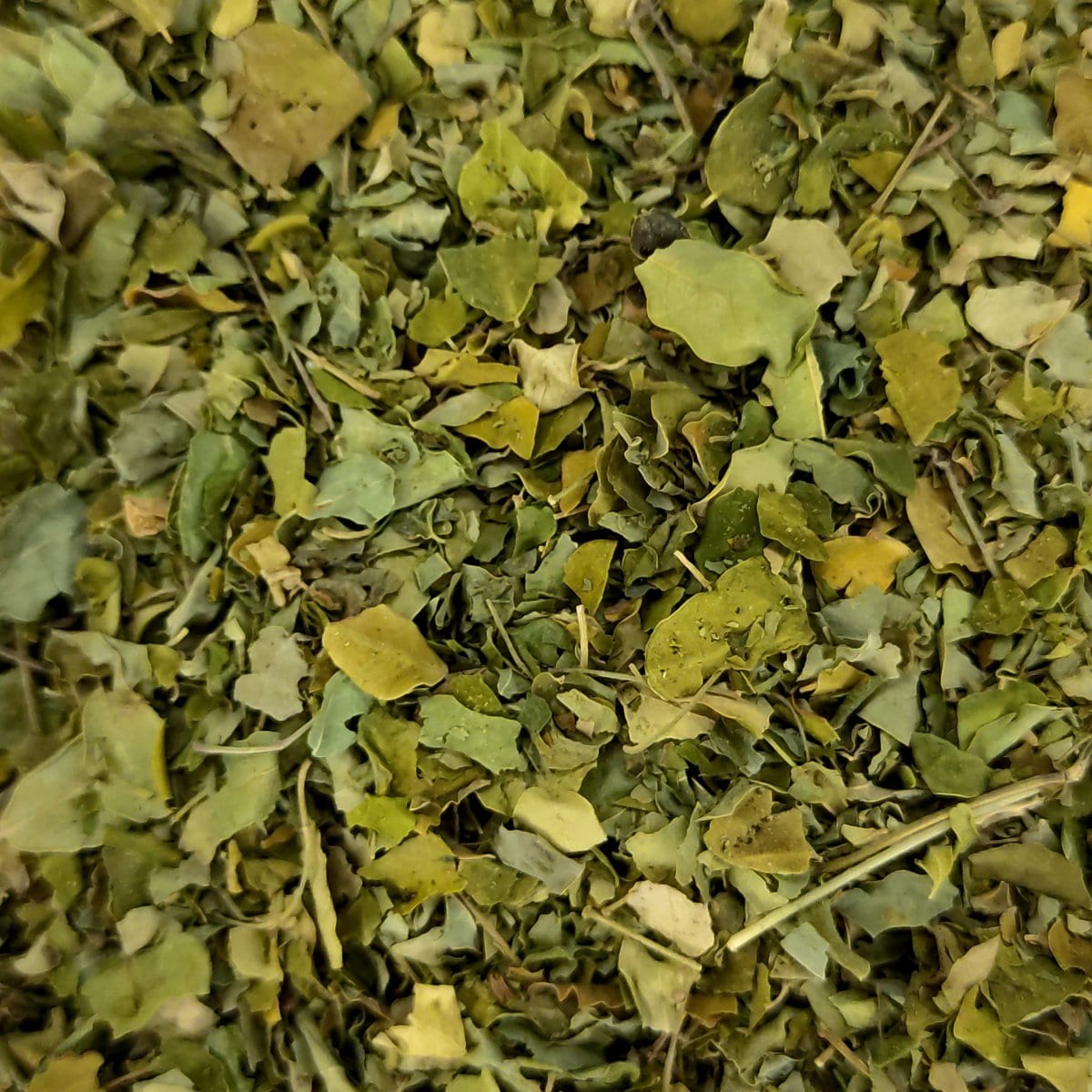 Moringa de la botiga