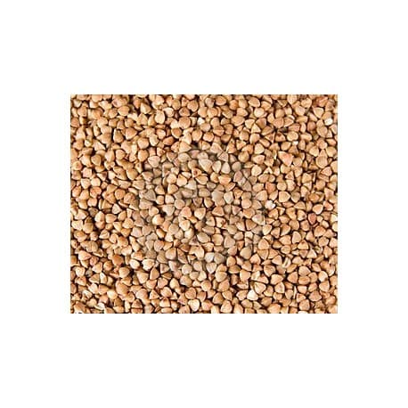 Fajol (Blat Sarraï) 5kg