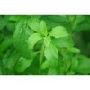 Estèvia fulla (Stevia rebaudiana) 25g
