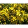 Hipèric Flor (Hypericum perforatum) 25g