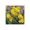Sempreviva Flor (Helicrysum stoechas) 20g